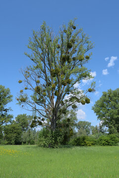 misteltoe resp.Viscum album on Tree,lower Rhine region,Germany
