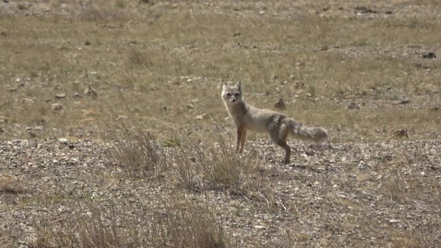 An adult corsac fox in the steppe in spring
