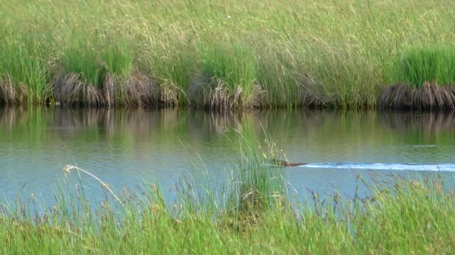 A muskrat swims through the water and carries a bunch of grass