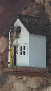 P&aacute;jaro dando de comer a sus crias