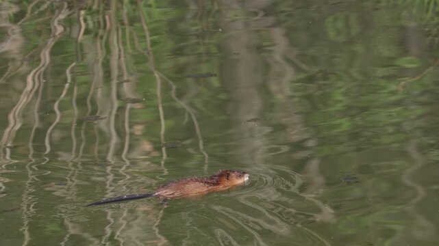 A muskrat swims through the water and carries a bunch of grass