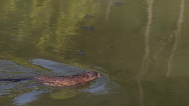 A muskrat swims through the water and carries a bunch of grass
