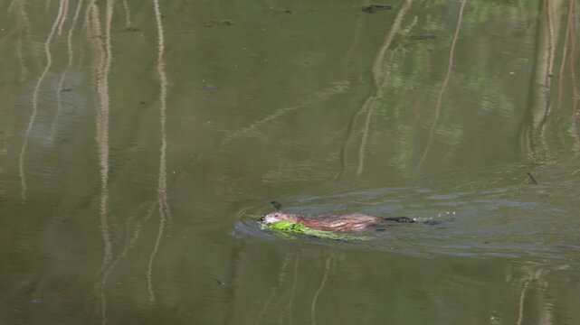 A muskrat swims through the water and carries a bunch of grass
