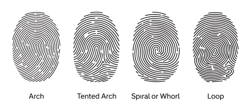Educational diagram showing fingerprint pattern types including arch tented arch whorl and loop examples.