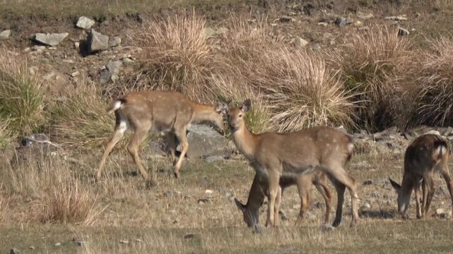 Sika deer. Primorsky Krai. Russia
