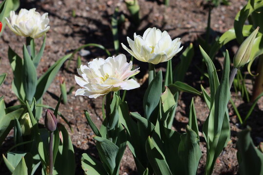 Tulips (Tulipa) are a genus of spring-blooming perennial herbaceous bulbiferous geophytes (having bulbs as storage organs). 