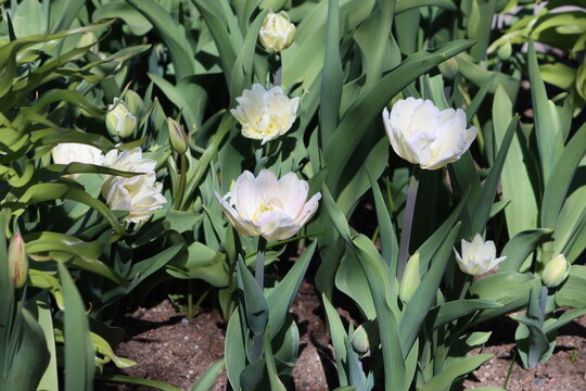 Tulips (Tulipa) are a genus of spring-blooming perennial herbaceous bulbiferous geophytes (having bulbs as storage organs). 