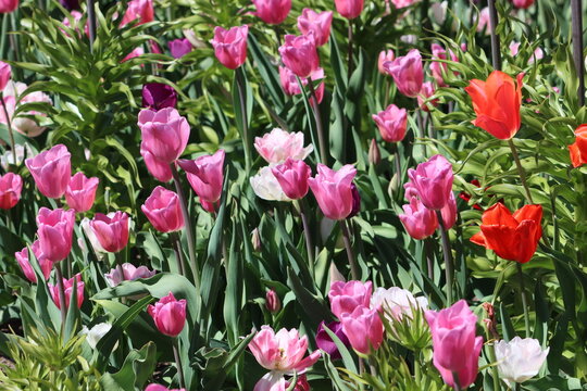 Tulips (Tulipa) are a genus of spring-blooming perennial herbaceous bulbiferous geophytes (having bulbs as storage organs). 