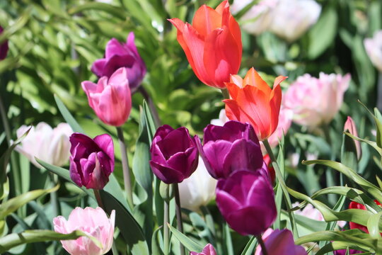 Tulips (Tulipa) are a genus of spring-blooming perennial herbaceous bulbiferous geophytes (having bulbs as storage organs). 