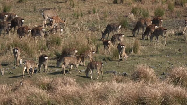 Sika deer. Primorsky Krai. Russia
