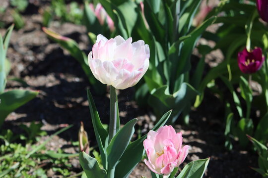 Tulips (Tulipa) are a genus of spring-blooming perennial herbaceous bulbiferous geophytes (having bulbs as storage organs). 