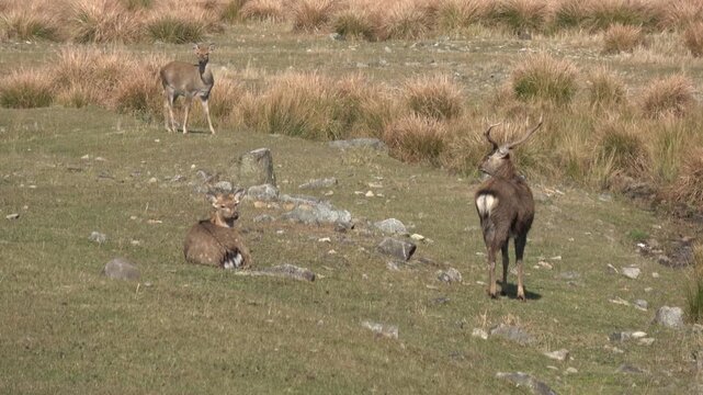Sika deer. Primorsky Krai. Russia
