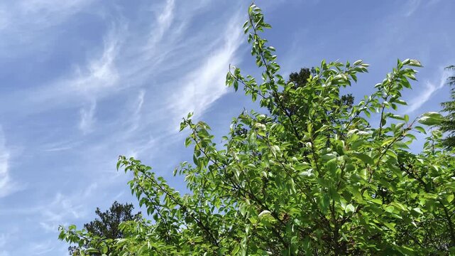 【自然】青空と新緑の自然風景｜Blue Sky and Fresh Green Nature Scene
