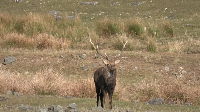 Sika deer. Primorsky Krai. Russia
