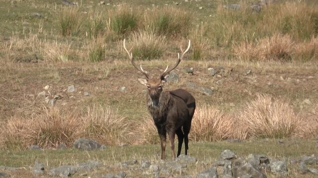 Sika deer. Primorsky Krai. Russia
