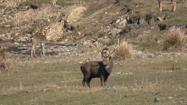 Sika deer. Primorsky Krai. Russia
