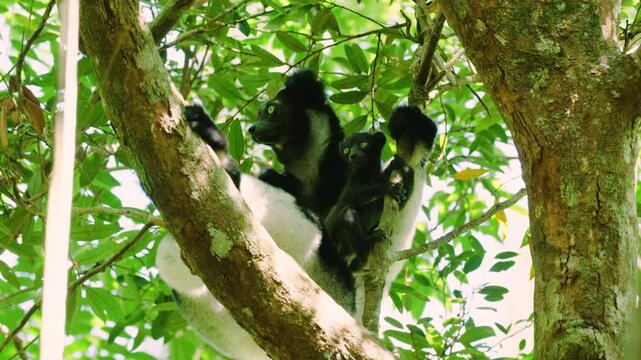 A baby lemur (indri) trying to climb a tree with her mother. tropical rainforest of Madagascar island.