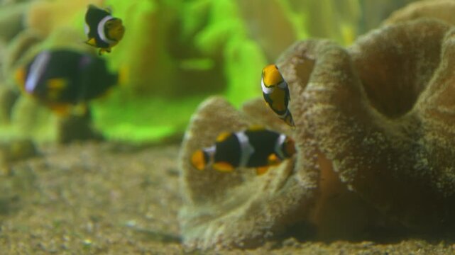 Clownfishes, anemonefishes, genus Amphiprion or nemo fish, saltwater fishes, tropical waters, Pomacentridae family, omnivorous fishes, ocean habitat, reef aquarium, colorful fish, orange clownfish.