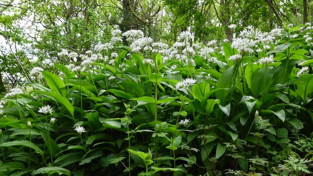 Flowering wild garlic plants in woodland