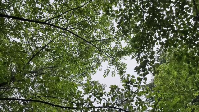 【自然】癒しの森そよぐ枝葉と木々の風景｜A Healing Forest with Swaying Branches and Trees