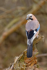 Sójka (Garrulus glandarius)  © Grzegorz