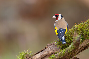Szczygieł (Carduelis carduelis)  © Grzegorz