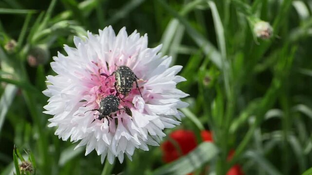 Close up of Oxythyrea Funesta Beetle on a White Cornflower, Centaurea Cyanus Blooming in a Spring Meadow