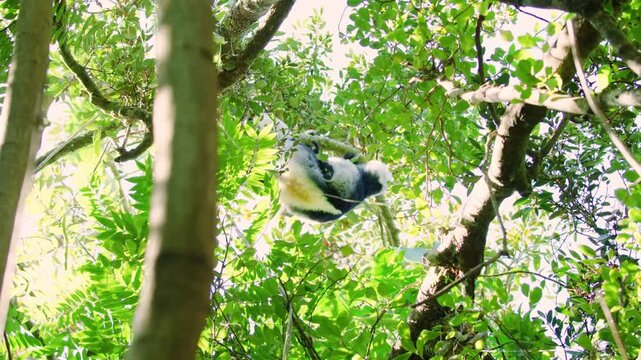 Indri, (Indri indri), slender, long-limbed primate found in the forests of Madagascar. 
