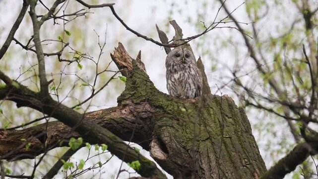 A tawny owl sits on a broken tree