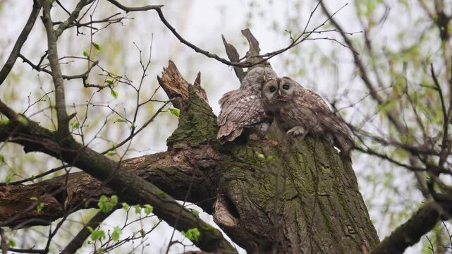Two Tawny Owls sit on a broken tree