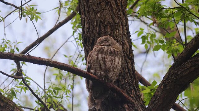 Adult Tawny owl sitting on a branch on summer close up