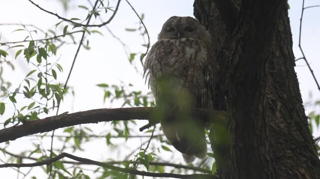 Adult Tawny owl sitting on a branch on summer close up