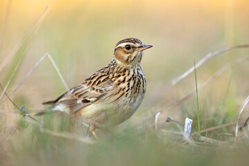 Lerka, skowronek borowy (Lullula arborea) © Grzegorz