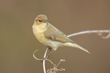 Pierwiosnek (Phylloscopus collybita)  © Grzegorz