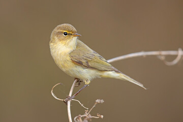 Pierwiosnek (Phylloscopus collybita)  © Grzegorz