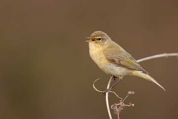 Pierwiosnek (Phylloscopus collybita)  © Grzegorz