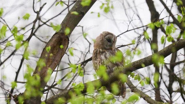 Adult Tawny owl sitting on a branch on summer close up
