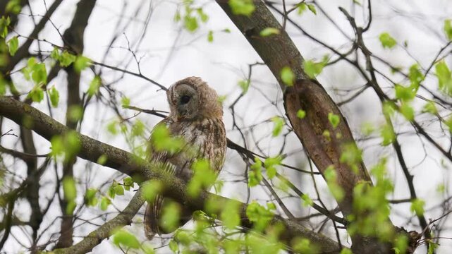 Adult Tawny owl sitting on a branch on summer close up