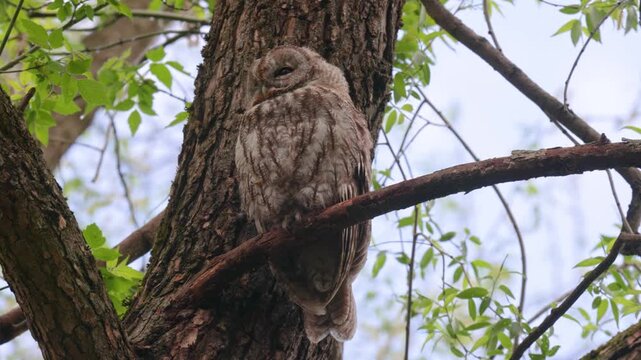 Adult Tawny owl sitting on a branch on summer close up