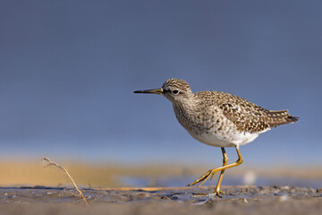 Łęczak (Tringa glareola) © Grzegorz