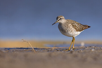 Łęczak (Tringa glareola) © Grzegorz