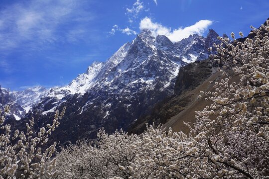 Hunza, Pakistan: Spring scenery in Khyber village with apricot blossoms and snowy peaks in the background 