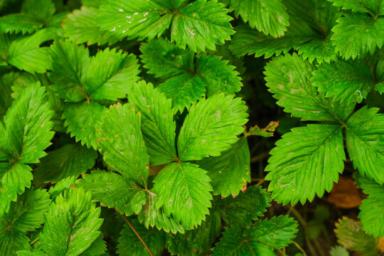 Dense green strawberry leaves in a garden.