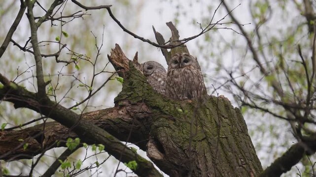 Two Tawny Owls sit on a broken tree