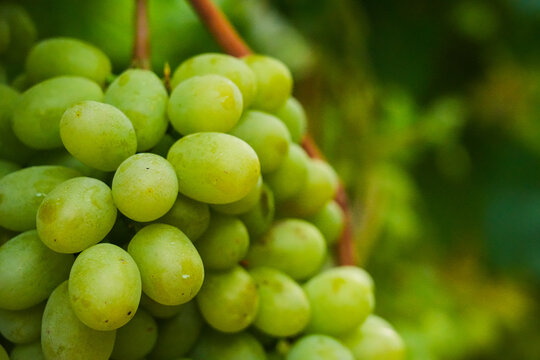 Green grapes ripening on the vine.