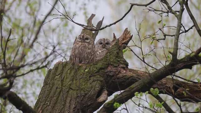 Two Tawny Owls sit on a broken tree