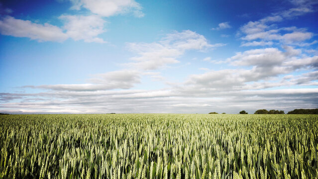 Crop of wheat in a field in June, United Kingdom