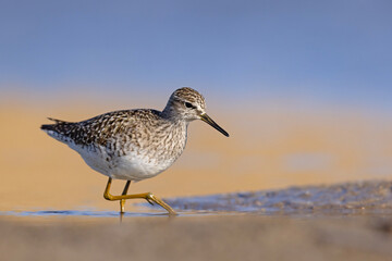 Łęczak (Tringa glareola) © Grzegorz