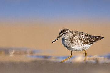 Łęczak (Tringa glareola) © Grzegorz