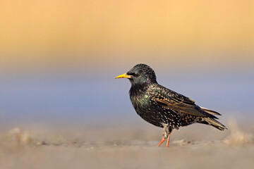 szpak (Sturnus vulgaris) © Grzegorz